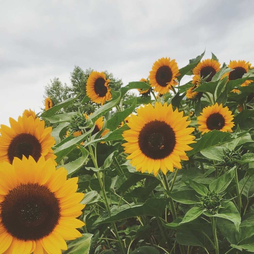 Meet your Posher, Maddie